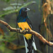 White-tailed Trogon