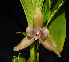 Lycaste tricolor