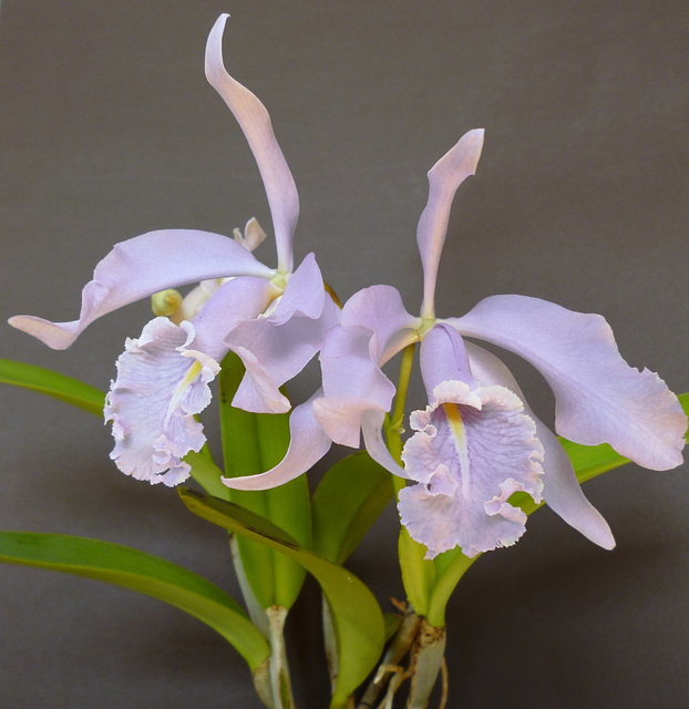 Cattleya maxima var. caerulea 'Alexandra' x self