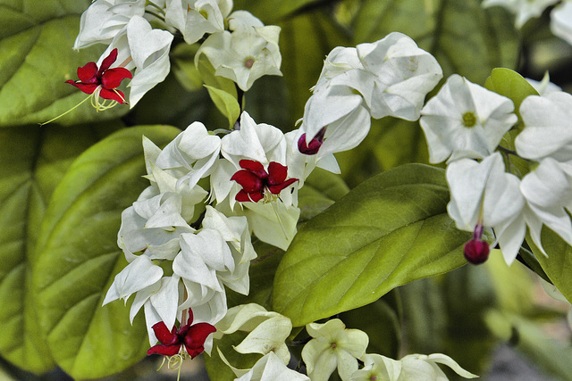 Bleeding Heart Vine – National Arboretum, Washington D.C.