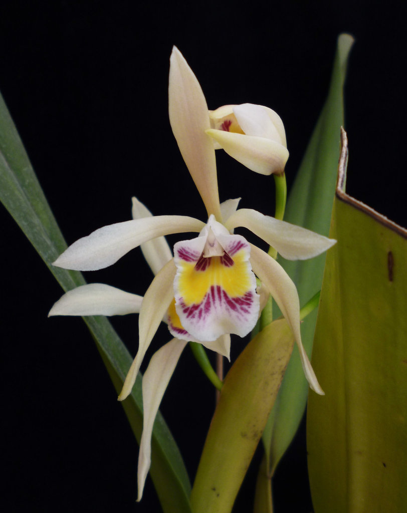 Cattleya iricolor