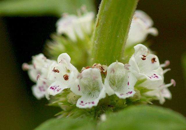 Unknown Wildflower Poss Mint Family