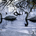 Unfocused swans