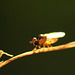 Tiny! Cute! Grass Fly