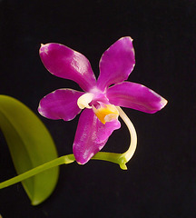 Phalaenopsis pulchra