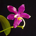 Phalaenopsis pulchra