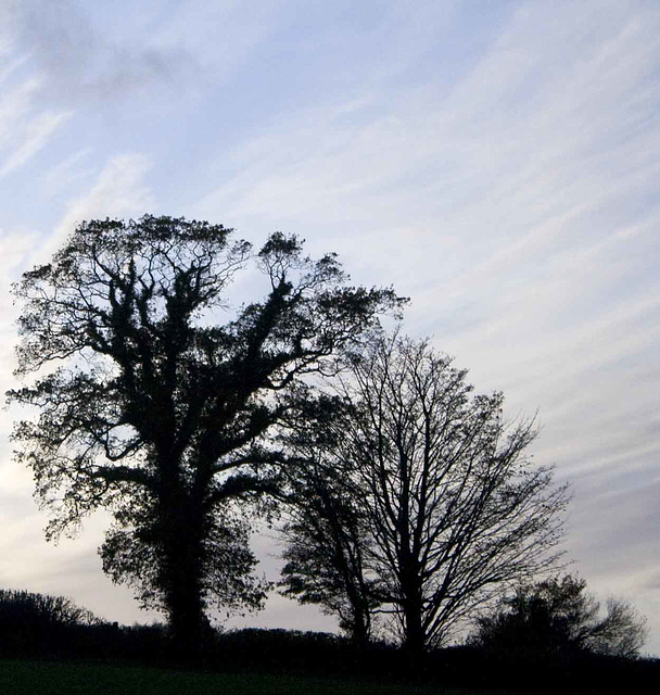 Evening trees