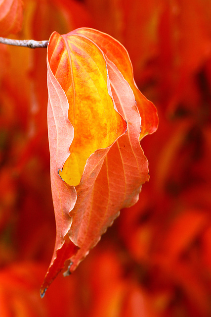 Autumn Dogwood