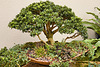 Bonsai Boxwood – United States Botanic Garden, Washington, D.C.