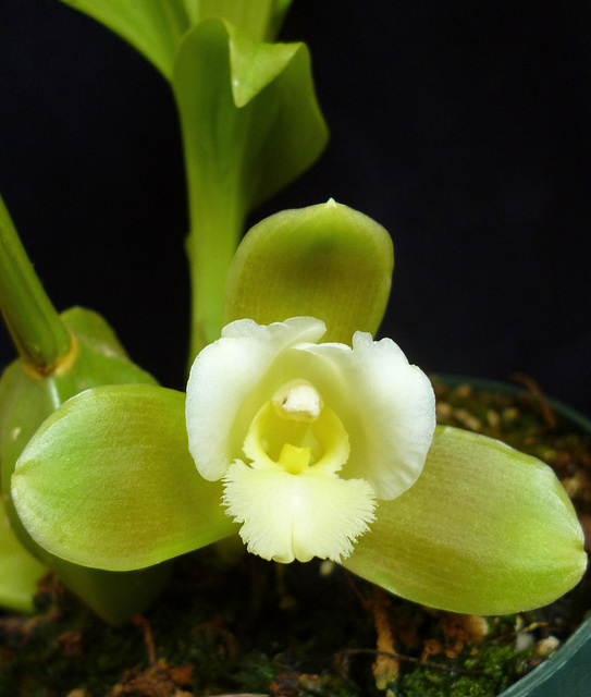 Lycaste dowiana