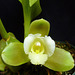 Lycaste dowiana