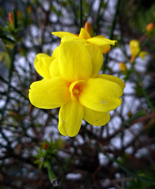 Jasminum mesnyi