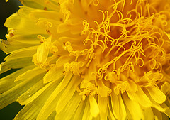 Sow-thistle