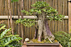 Bonsai Willow Leaf Fig – United States Botanic Garden, Washington, D.C.