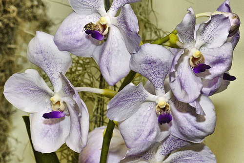 Patcharee Delight Orchids – National Arboretum, Washington D.C.