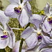 Patcharee Delight Orchids – National Arboretum, Washington D.C.