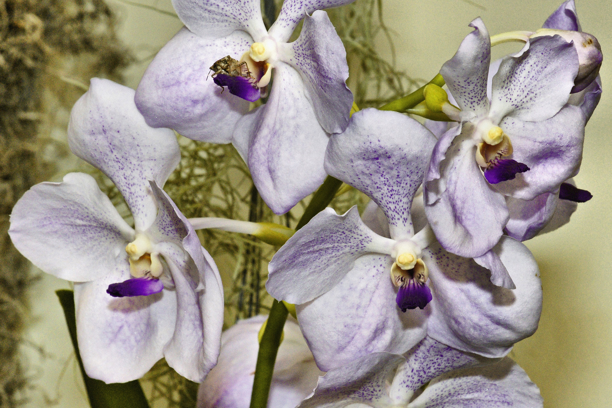 Patcharee Delight Orchids – National Arboretum, Washington D.C.