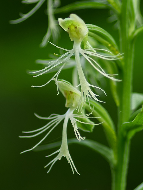 Platanthera lacera (Ragged Fringed orchid)