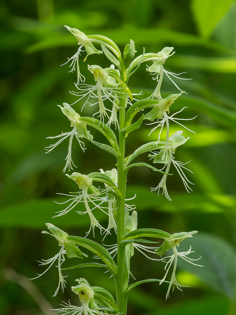 Platanthera lacera (Ragged Fringed orchid)