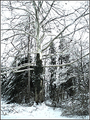 Ecdysis à la Sycamore