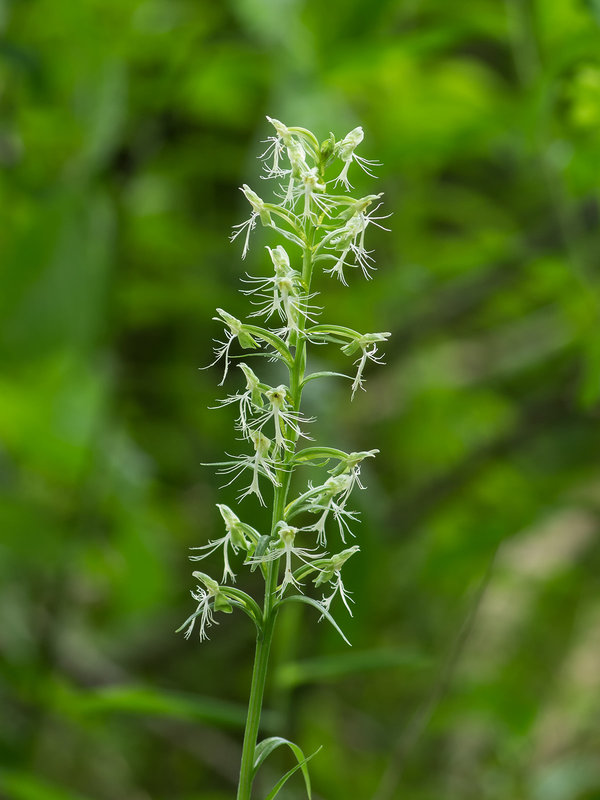 Platanthera lacera (Ragged Fringed orchid)