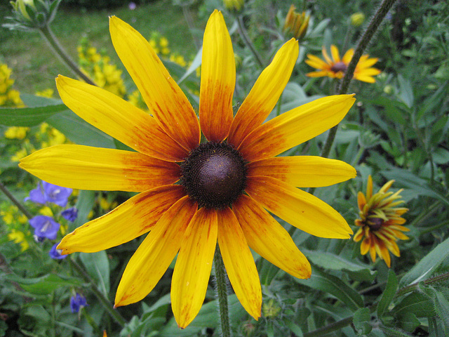 Rudbeckia