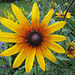 Rudbeckia