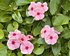 Madagascar Periwinkle – United States Botanic Garden, Washington, D.C.