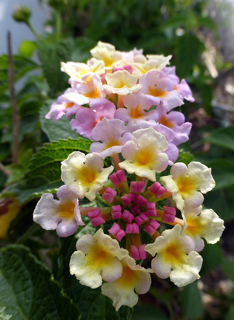 multicoloured lantana