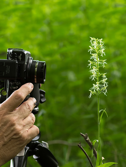 Platanthera lacera (Ragged Fringed orchid)