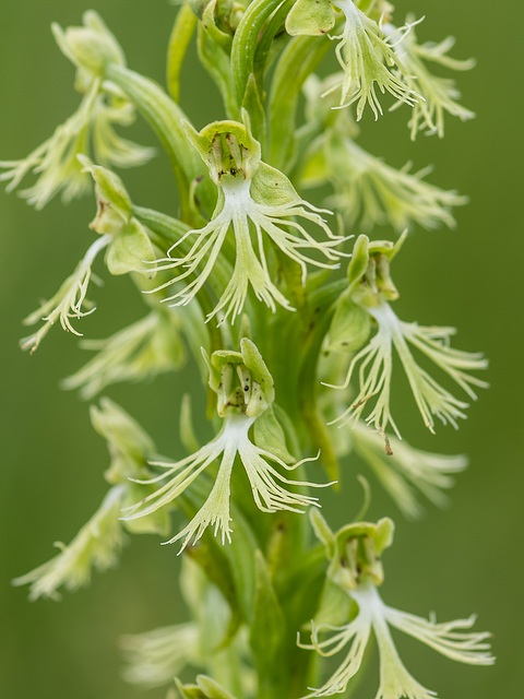 Platanthera lacera (Ragged Fringed orchid)