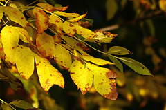 Autumn Color