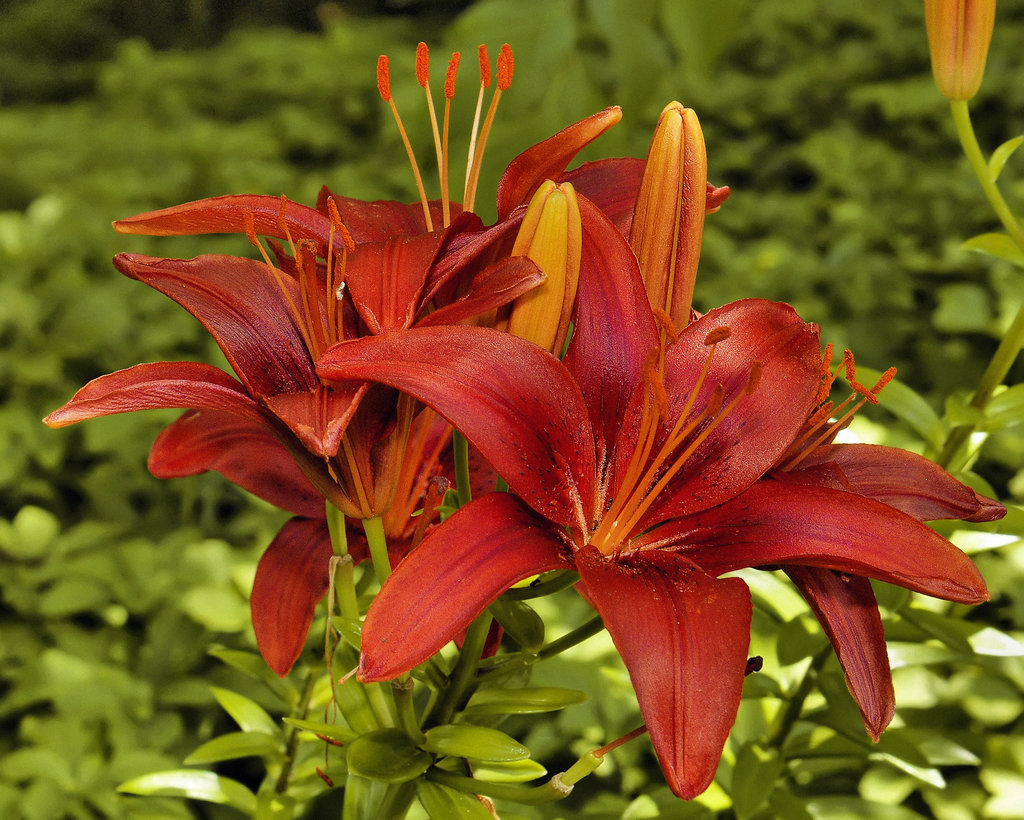 Tiny Hope Asian Lilies – National Arboretum, Washington DC