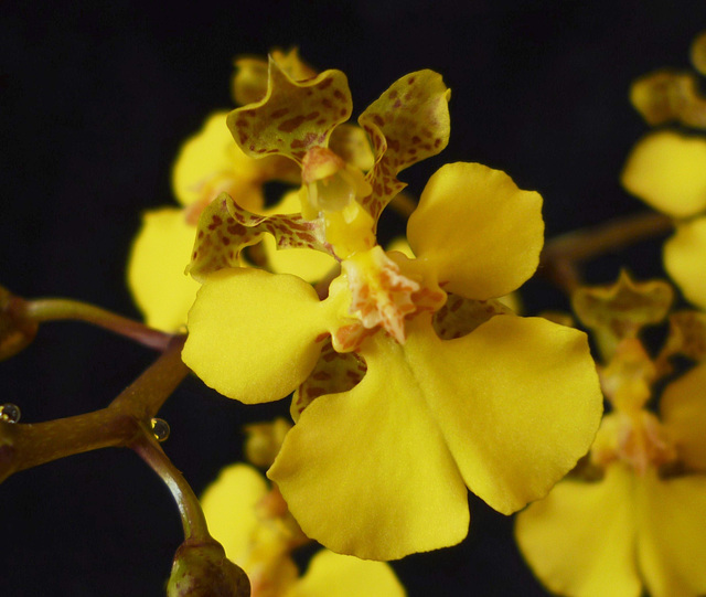 Trichocentrum cebolleta