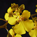 Trichocentrum cebolleta