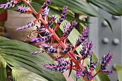 "Blue Tango" – United States Botanic Garden, Washington, D.C.