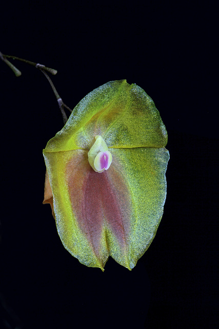 Lepanthes escobariana