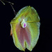 Lepanthes escobariana