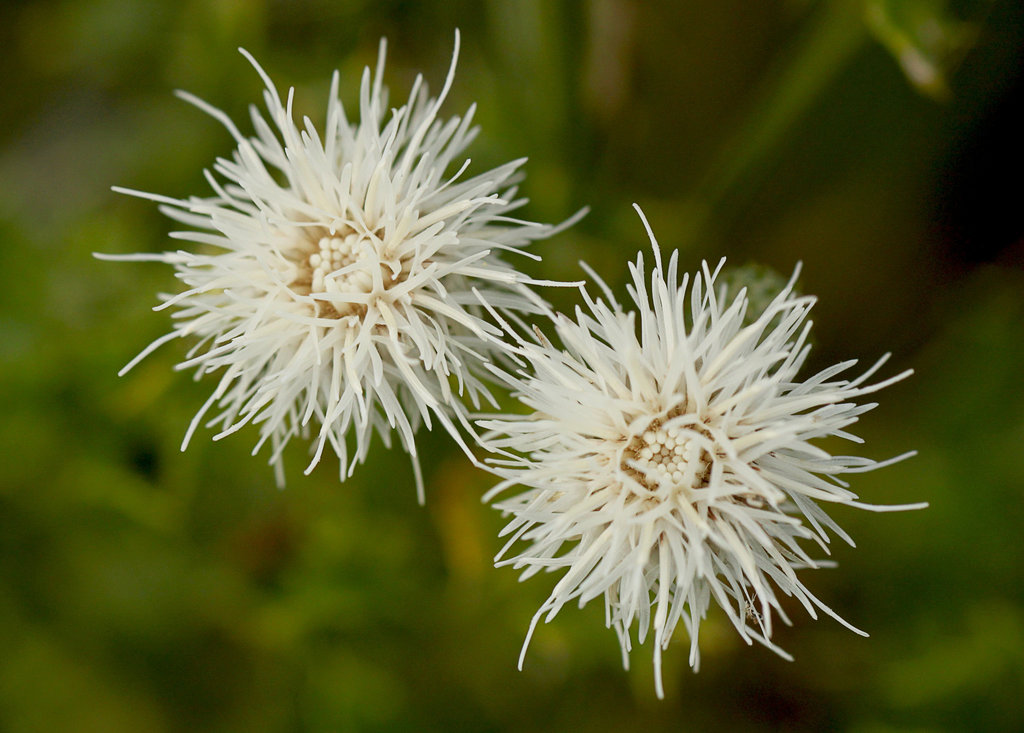 White Creeping Thistle Flowers