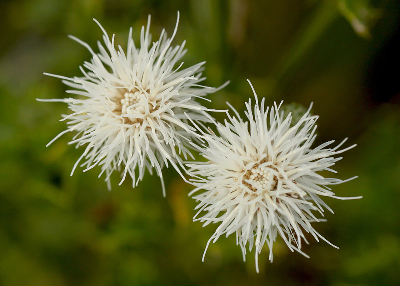 White Creeping Thistle Flowers