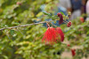 Baja Fairy Duster – United States Botanic Garden, Washington, D.C.