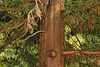 Japanese Cedar #2 – National Arboretum, Washington D.C.