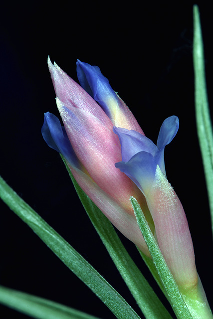 Tillandsia aeranthos