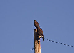 Harris' Hawk