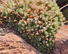 Haworthia cooperi – United States Botanic Garden, Washington, D.C.