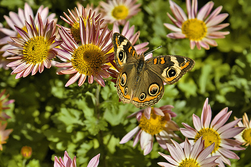 Amidst the Sheffied Pinks – National Arboretum, Washington D.C
