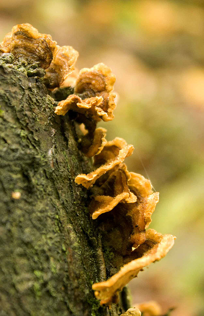 Fungus on tree