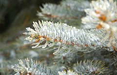 Blue Spruce, up close