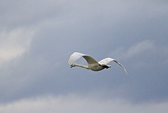 Trumpeter Swan