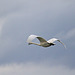 Trumpeter Swan